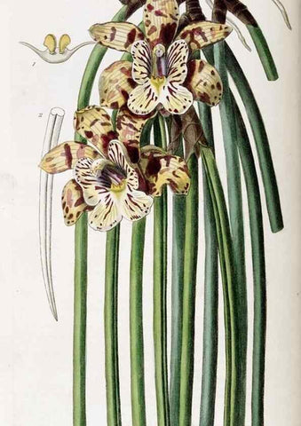 Reproducción/Reproduction 49821573858: Edwards's botanical register.. London :James Ridgway,1829-1847.. 