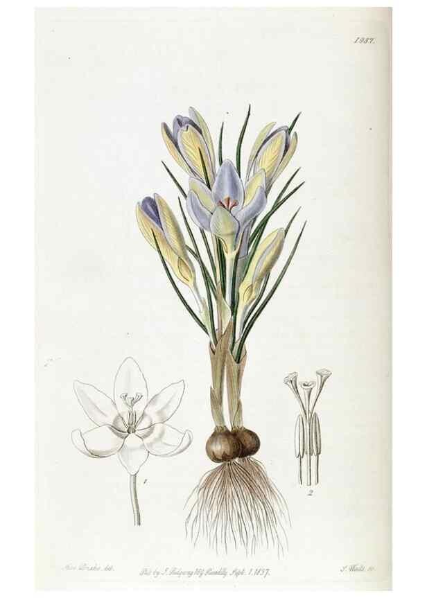 Reproducción/Reproduction 49822425382: Edwards's botanical register.. London :James Ridgway,1829-1847.. 
