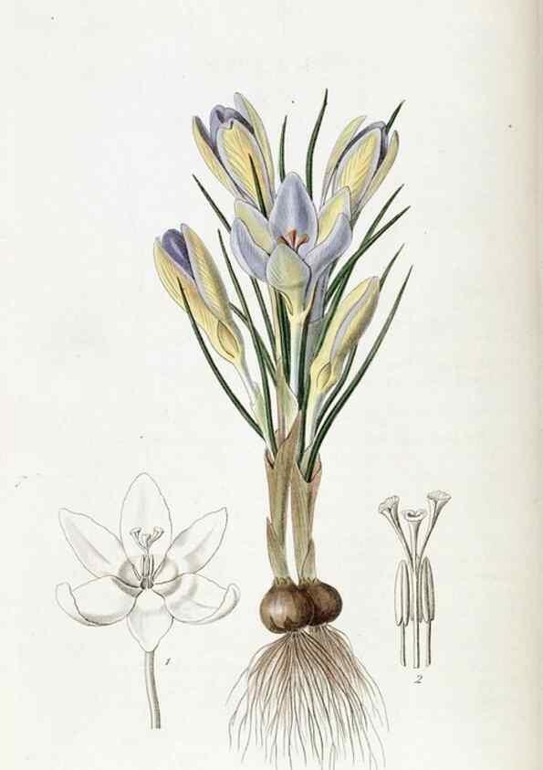 Reproducción/Reproduction 49822425382: Edwards's botanical register.. London :James Ridgway,1829-1847.. 