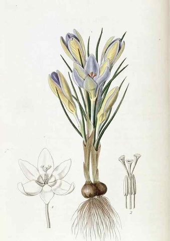 Reproducción/Reproduction 49822425382: Edwards's botanical register.. London :James Ridgway,1829-1847.. 