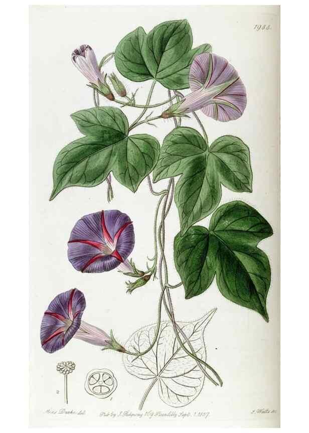 Reproducción/Reproduction 49822112571: Edwards's botanical register.. London :James Ridgway,1829-1847.. 