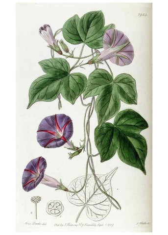 Reproducción/Reproduction 49822112571: Edwards's botanical register.. London :James Ridgway,1829-1847.. 