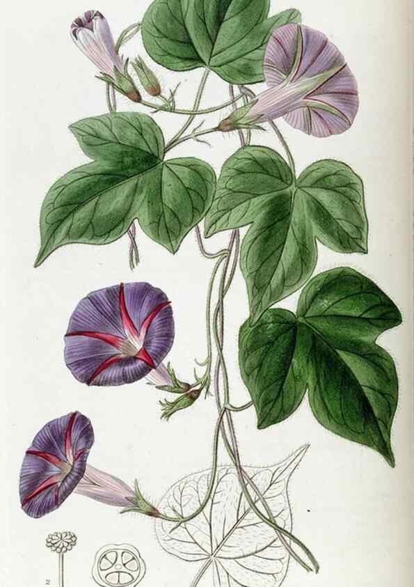 Reproducción/Reproduction 49822112571: Edwards's botanical register.. London :James Ridgway,1829-1847.. 