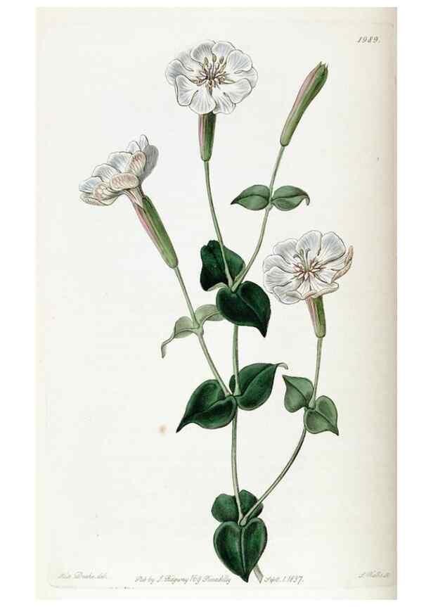 Reproducción/Reproduction 49821574978: Edwards's botanical register.. London :James Ridgway,1829-1847.. 