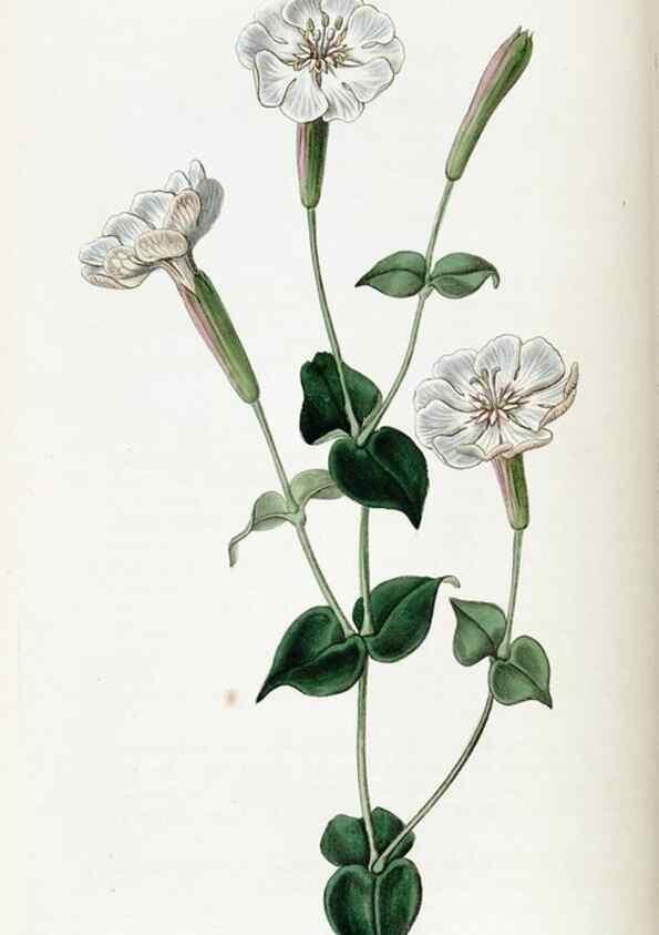 Reproducción/Reproduction 49821574978: Edwards's botanical register.. London :James Ridgway,1829-1847.. 