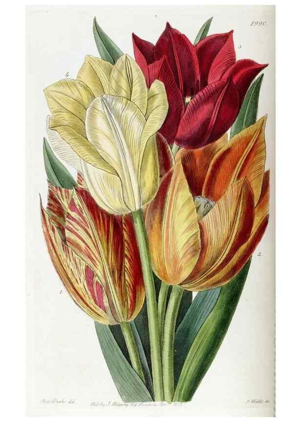 Reproducción/Reproduction 49821575608: Edwards's botanical register.. London :James Ridgway,1829-1847.. 