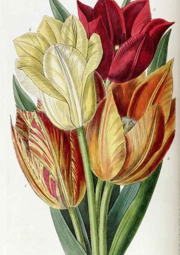 Reproducción/Reproduction 49821575608: Edwards's botanical register.. London :James Ridgway,1829-1847.. 
