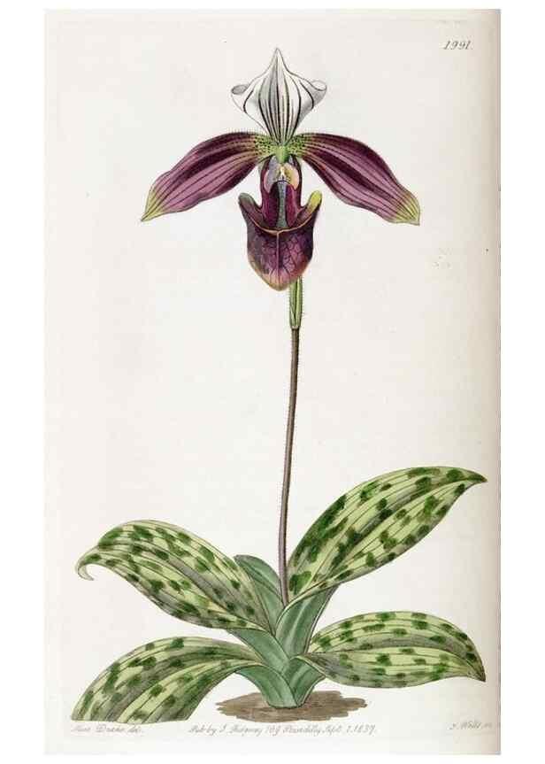 Reproducción/Reproduction 49822427267: Edwards's botanical register.. London :James Ridgway,1829-1847.. 