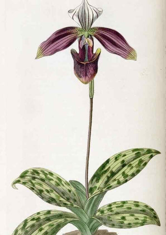 Reproducción/Reproduction 49822427267: Edwards's botanical register.. London :James Ridgway,1829-1847.. 