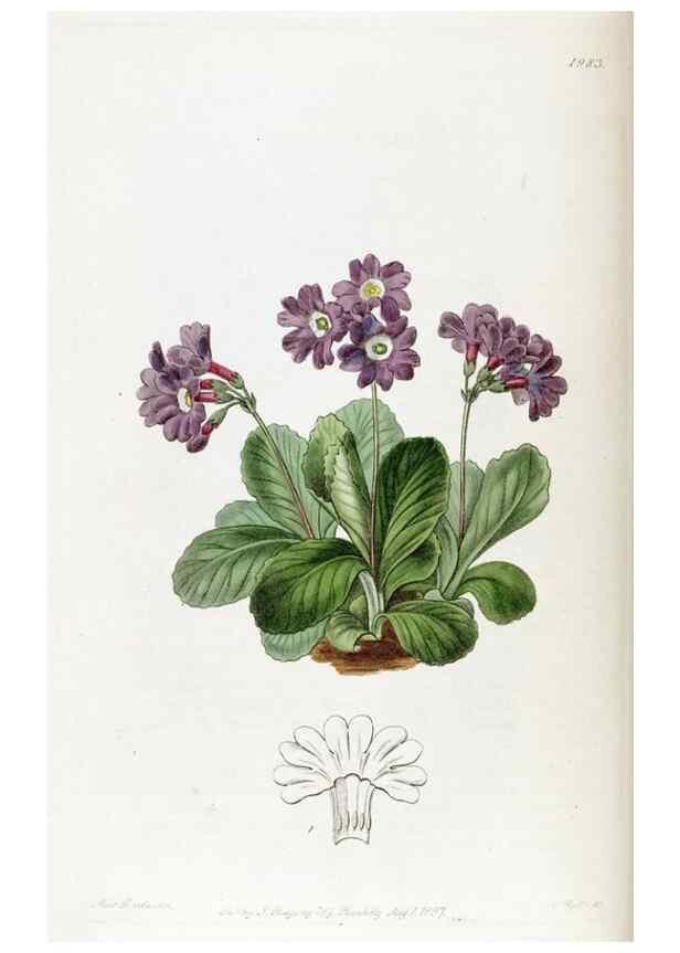 Reproducción/Reproduction 49822110096: Edwards's botanical register.. London :James Ridgway,1829-1847.. 