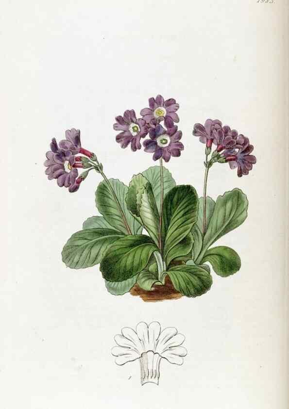 Reproducción/Reproduction 49822110096: Edwards's botanical register.. London :James Ridgway,1829-1847.. 