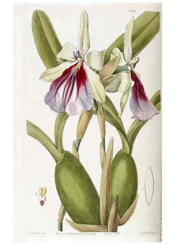 Reproducción/Reproduction 49821576373: Edwards's botanical register.. London :James Ridgway,1829-1847.. 