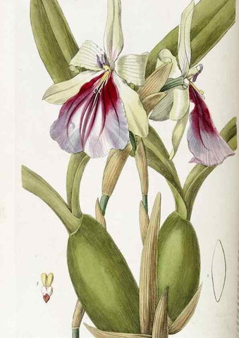 Reproducción/Reproduction 49821576373: Edwards's botanical register.. London :James Ridgway,1829-1847.. 