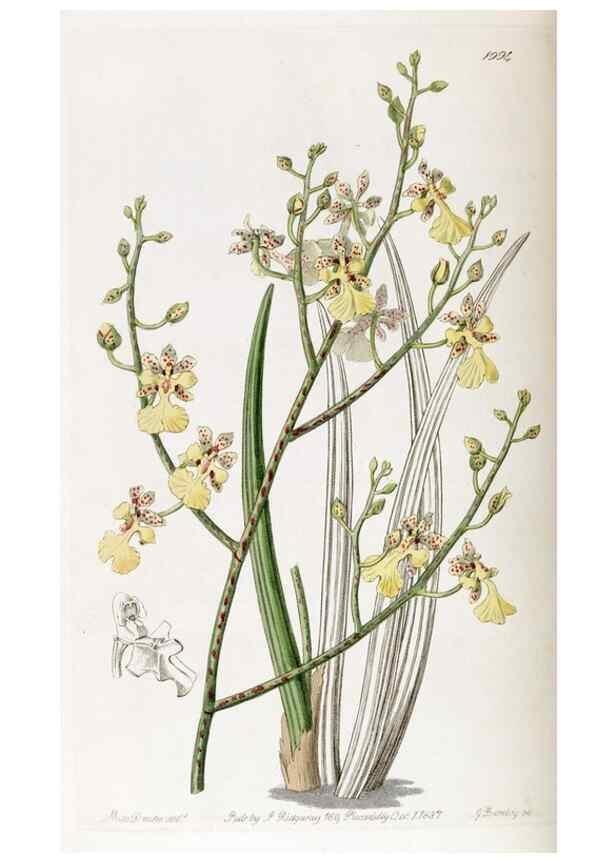 Reproducción/Reproduction 49821577168: Edwards's botanical register.. London :James Ridgway,1829-1847.. 