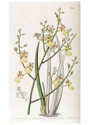 Reproducción/Reproduction 49821577168: Edwards's botanical register.. London :James Ridgway,1829-1847.. 
