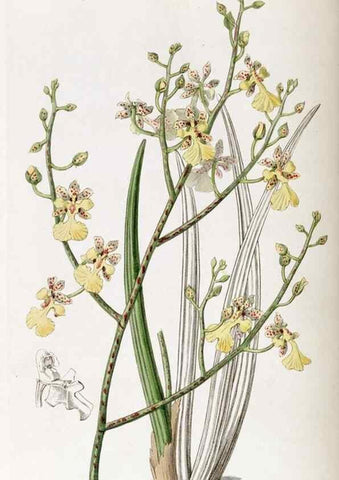 Reproducción/Reproduction 49821577168: Edwards's botanical register.. London :James Ridgway,1829-1847.. 