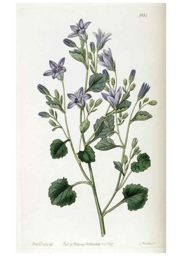Reproducción/Reproduction 49822115476: Edwards's botanical register.. London :James Ridgway,1829-1847.. 