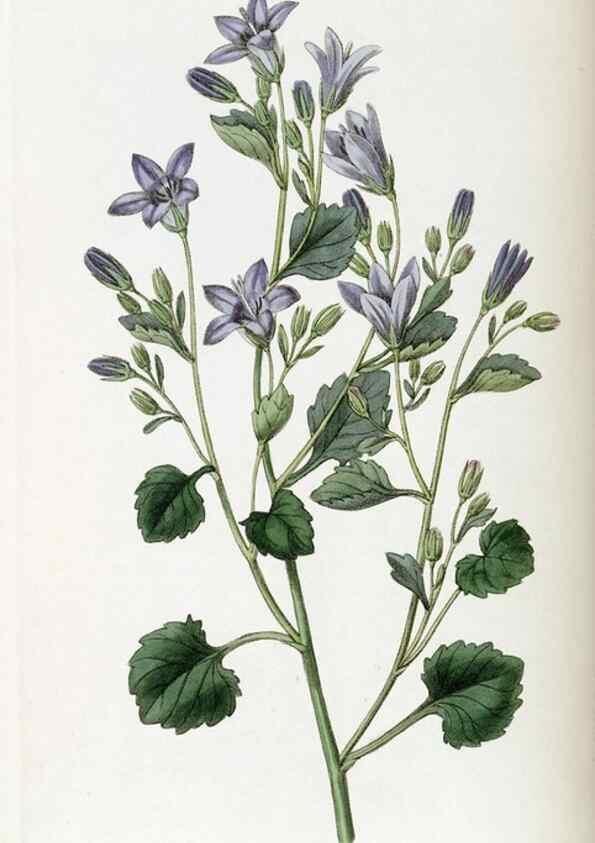 Reproducción/Reproduction 49822115476: Edwards's botanical register.. London :James Ridgway,1829-1847.. 