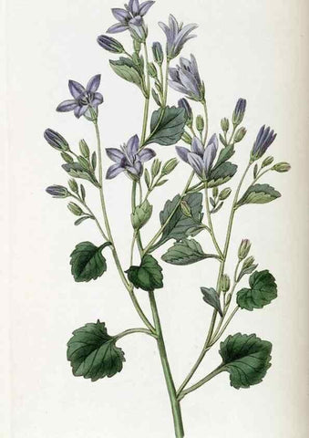 Reproducción/Reproduction 49822115476: Edwards's botanical register.. London :James Ridgway,1829-1847.. 