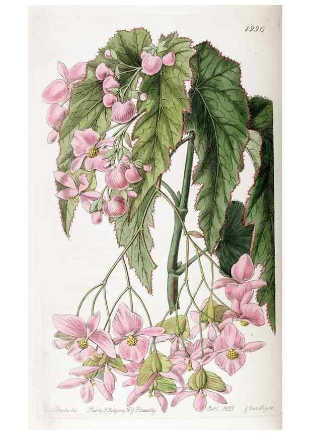 Reproducción/Reproduction 49821577978: Edwards's botanical register.. London :James Ridgway,1829-1847.. 
