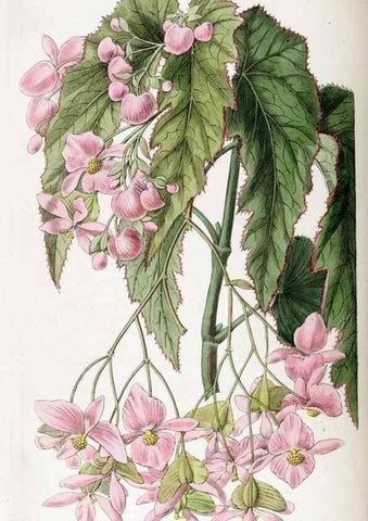 Reproducción/Reproduction 49821577978: Edwards's botanical register.. London :James Ridgway,1829-1847.. 