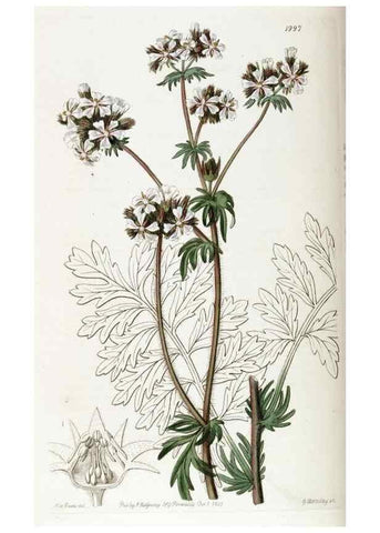 Reproducción/Reproduction 49822429842: Edwards's botanical register.. London :James Ridgway,1829-1847.. 