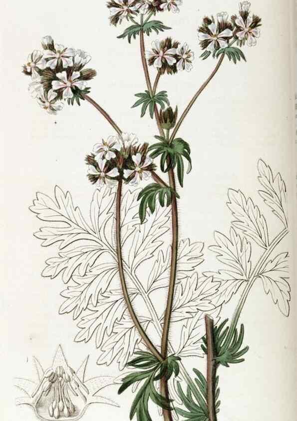Reproducción/Reproduction 49822429842: Edwards's botanical register.. London :James Ridgway,1829-1847.. 