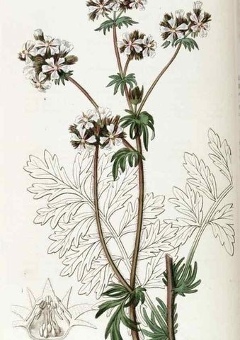 Reproducción/Reproduction 49822429842: Edwards's botanical register.. London :James Ridgway,1829-1847.. 