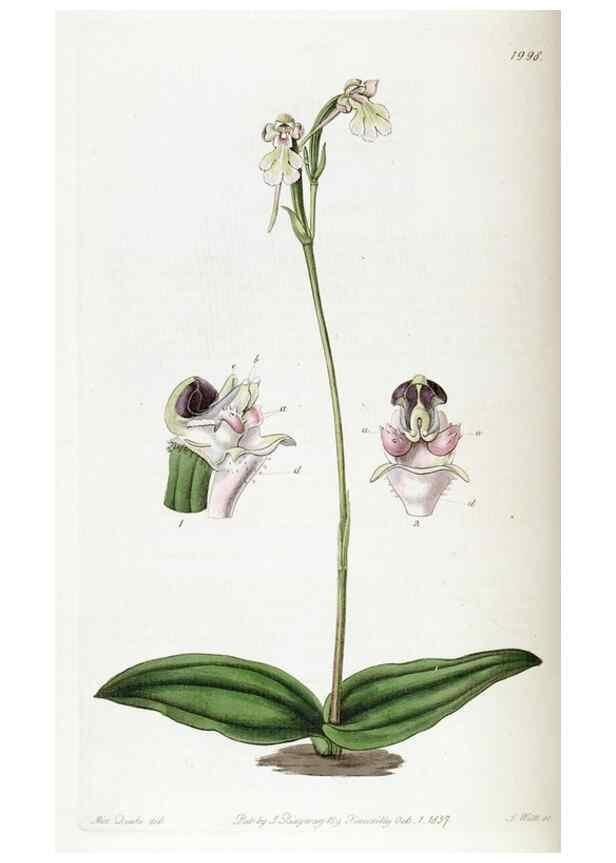 Reproducción/Reproduction 49822430272: Edwards's botanical register.. London :James Ridgway,1829-1847.. 