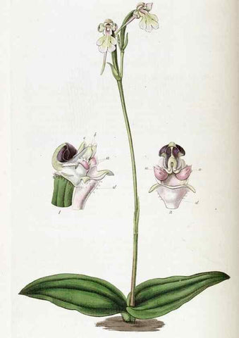 Reproducción/Reproduction 49822430272: Edwards's botanical register.. London :James Ridgway,1829-1847.. 
