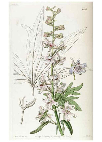 Reproducción/Reproduction 49822430537: Edwards's botanical register.. London :James Ridgway,1829-1847.. 