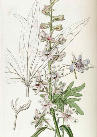 Reproducción/Reproduction 49822430537: Edwards's botanical register.. London :James Ridgway,1829-1847.. 