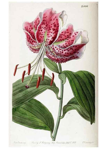 Reproducción/Reproduction 49822117761: Edwards's botanical register.. London :James Ridgway,1829-1847.. 