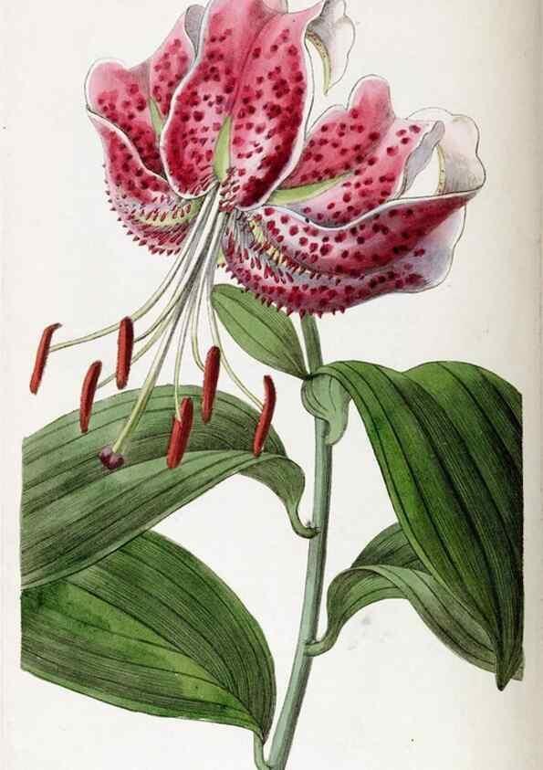 Reproducción/Reproduction 49822117761: Edwards's botanical register.. London :James Ridgway,1829-1847.. 