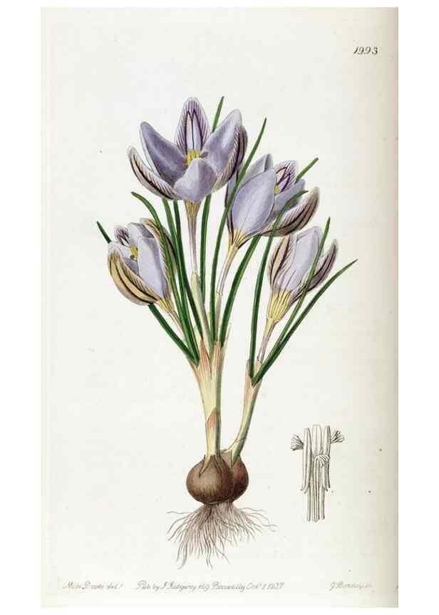 Reproducción/Reproduction 49821576833: Edwards's botanical register.. London :James Ridgway,1829-1847.. 