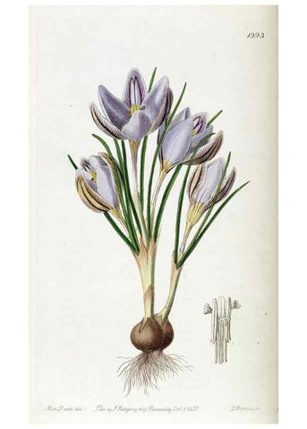 Reproducción/Reproduction 49821576833: Edwards's botanical register.. London :James Ridgway,1829-1847.. 