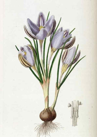 Reproducción/Reproduction 49821576833: Edwards's botanical register.. London :James Ridgway,1829-1847.. 