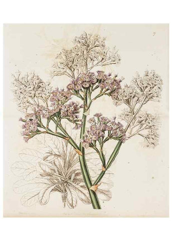 Reproducción/Reproduction 49817641336: Edwards's botanical register.. London :James Ridgway,1829-1847.. 