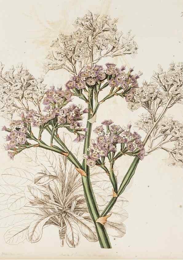 Reproducción/Reproduction 49817641336: Edwards's botanical register.. London :James Ridgway,1829-1847.. 