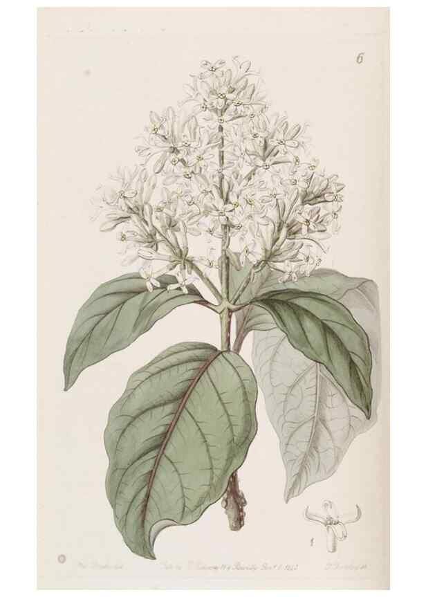 Reproducción/Reproduction 49817640806: Edwards's botanical register.. London :James Ridgway,1829-1847.. 