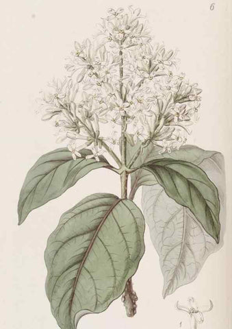 Reproducción/Reproduction 49817640806: Edwards's botanical register.. London :James Ridgway,1829-1847.. 