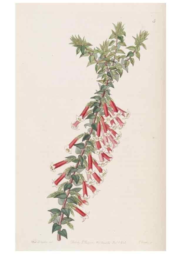 Reproducción/Reproduction 49817640461: Edwards's botanical register.. London :James Ridgway,1829-1847.. 