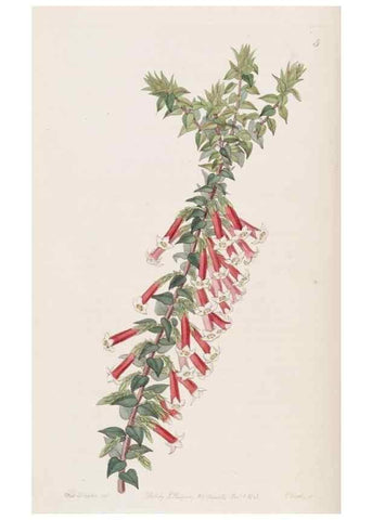 Reproducción/Reproduction 49817640461: Edwards's botanical register.. London :James Ridgway,1829-1847.. 