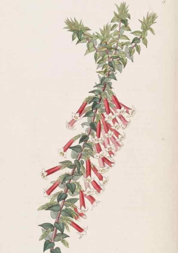 Reproducción/Reproduction 49817640461: Edwards's botanical register.. London :James Ridgway,1829-1847.. 