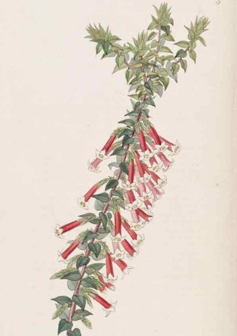 Reproducción/Reproduction 49817640461: Edwards's botanical register.. London :James Ridgway,1829-1847.. 