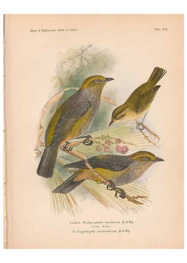 Reproducción/Reproduction 49814177563: The birds of Celebes and the neighbouring islands /. Berlin :R. Friedländer & Sohn,1898.. 