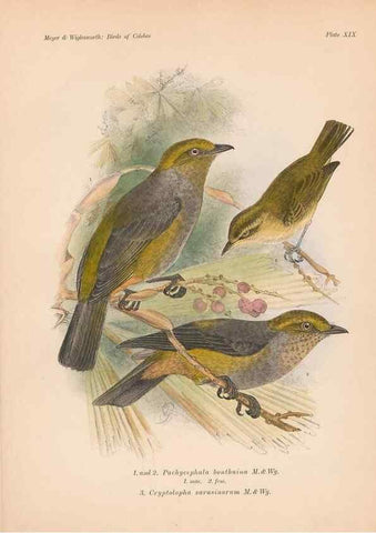 Reproducción/Reproduction 49814177563: The birds of Celebes and the neighbouring islands /. Berlin :R. Friedländer & Sohn,1898.. 