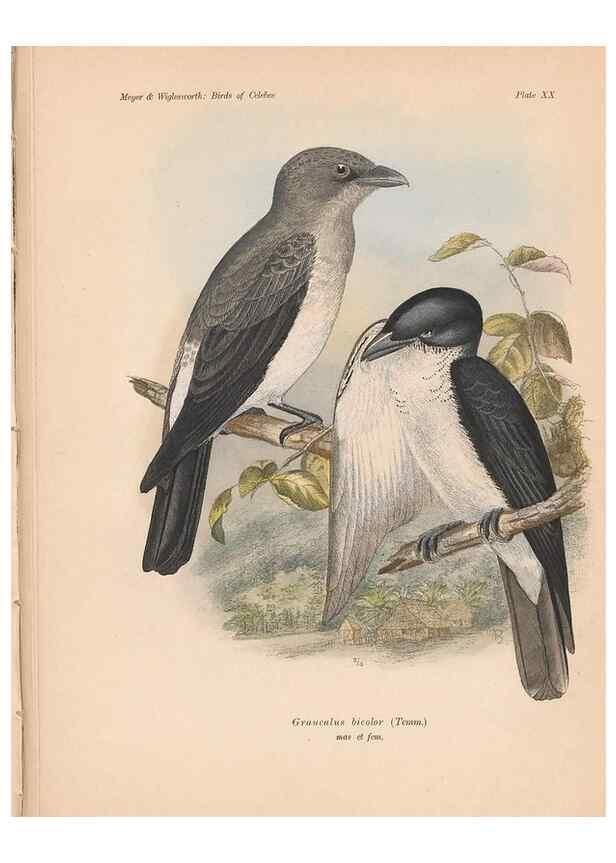 Reproducción/Reproduction 49814177928: The birds of Celebes and the neighbouring islands /. Berlin :R. Friedländer & Sohn,1898.. 