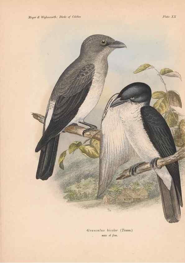 Reproducción/Reproduction 49814177928: The birds of Celebes and the neighbouring islands /. Berlin :R. Friedländer & Sohn,1898.. 