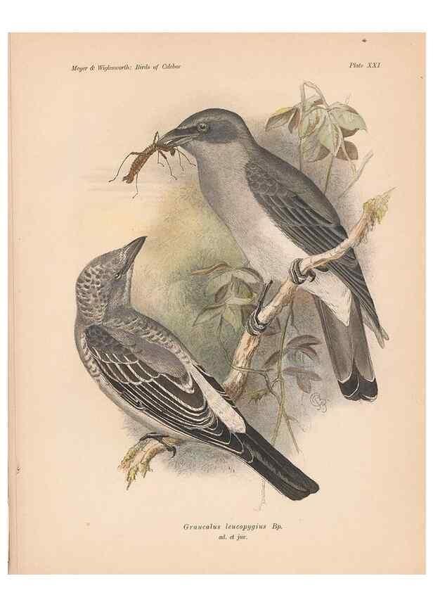 Reproducción/Reproduction 49814718266: The birds of Celebes and the neighbouring islands /. Berlin :R. Friedländer & Sohn,1898.. 